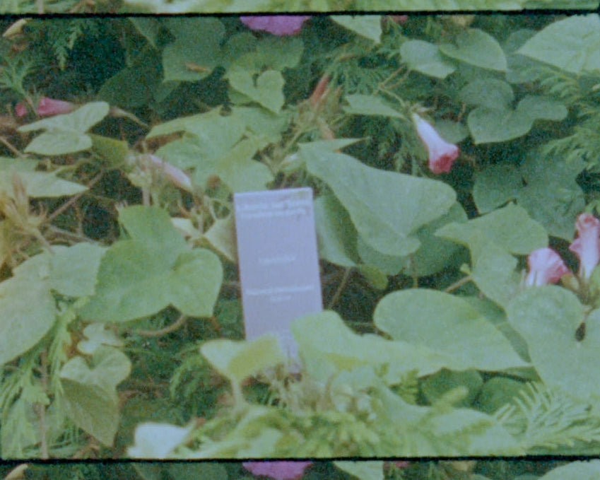 Lavender Natural Deodorant