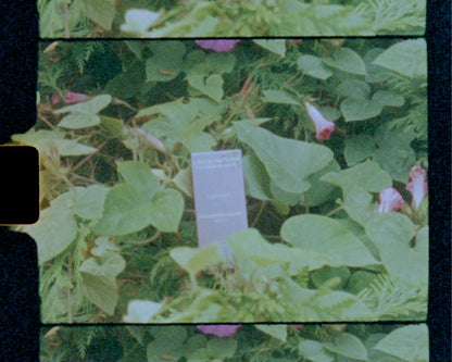 Lavender Natural Deodorant